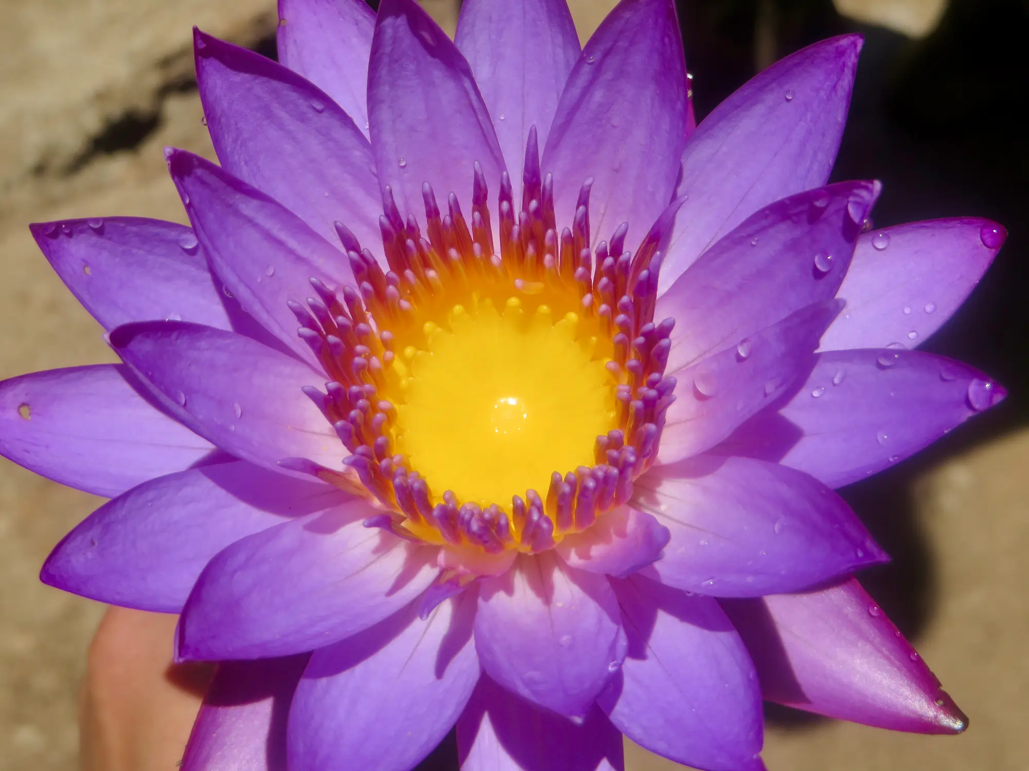 Farbfoto einer Lotusblüte