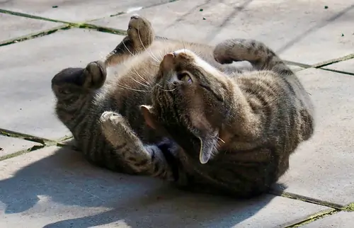 Yoga Asana. Farbfoto eines Katers, der sich am Rücken räkelt