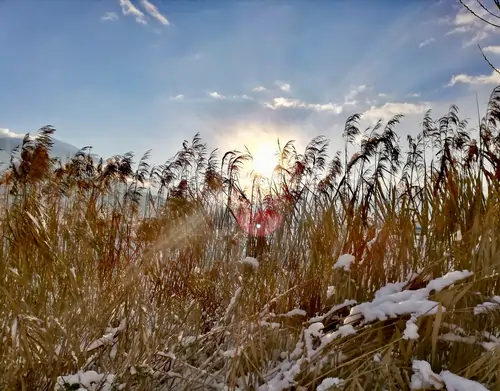 Farbfoto. Durch ein Getreidefeld im Winter bricht das Sonnenlicht.