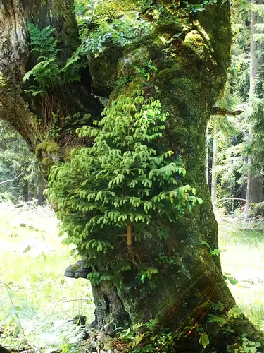 Farbfoto Natur. Ein junger Nadelbaum wächst aus dem Stamm eines Laubbaumes
