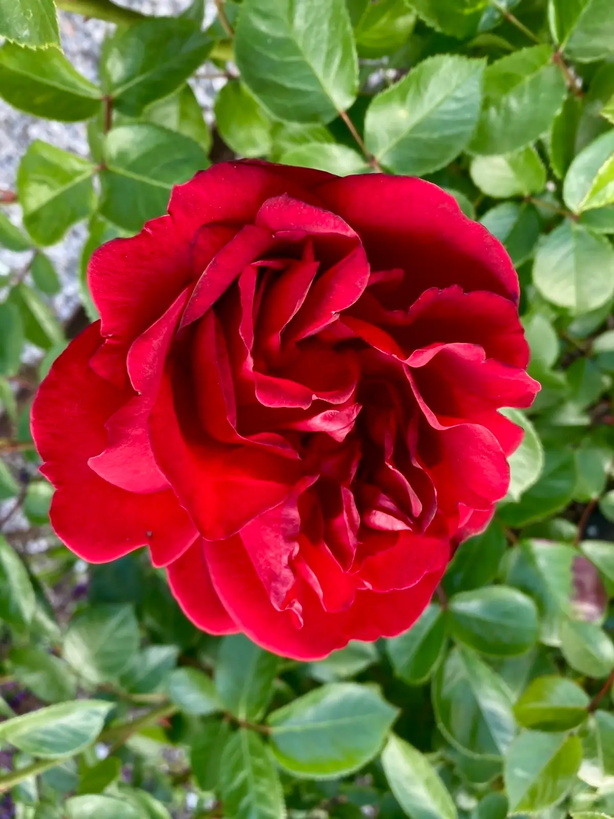 Farbfoto einer roten Rosenblüte